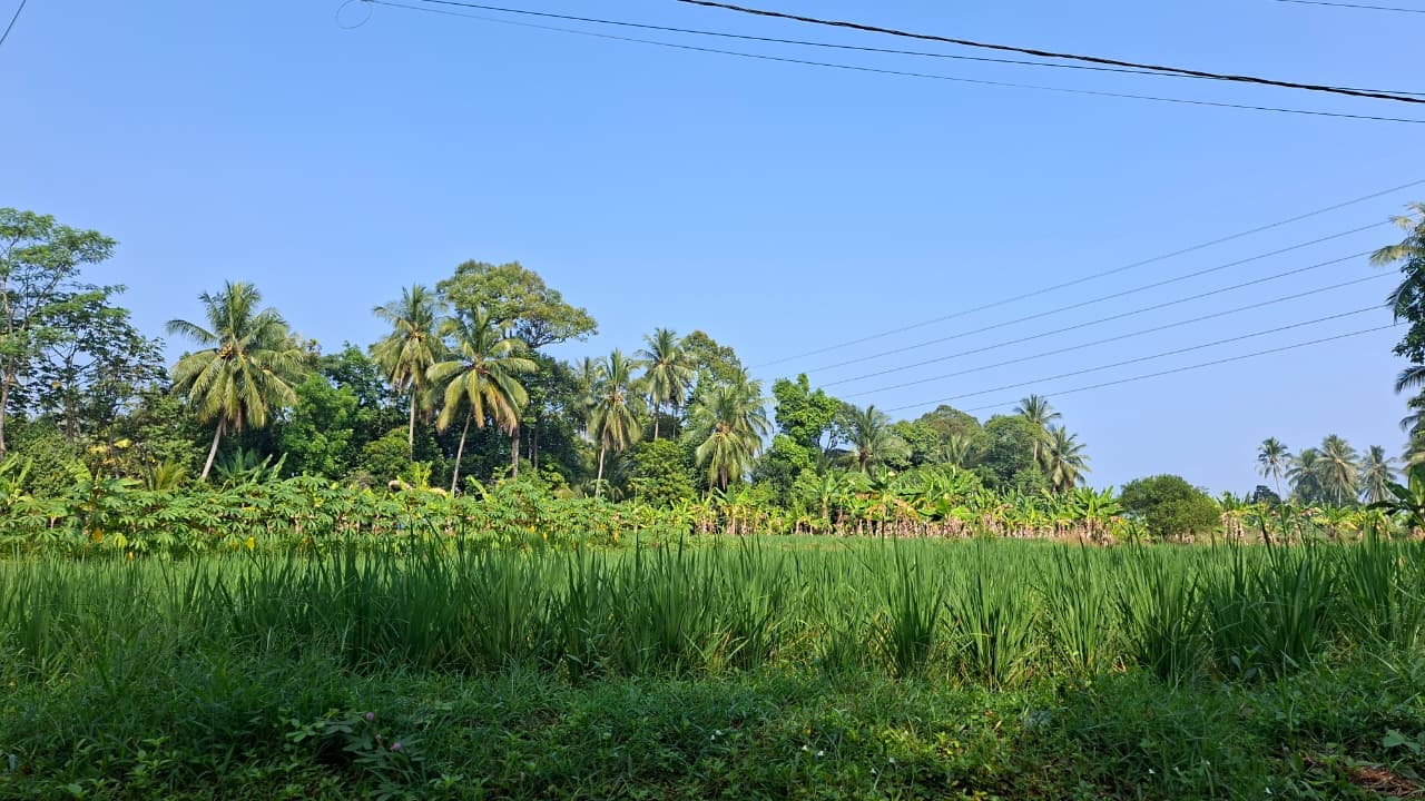 Hamparan sawah hijau dengan pepohonan kelapa di Desa Tembong.