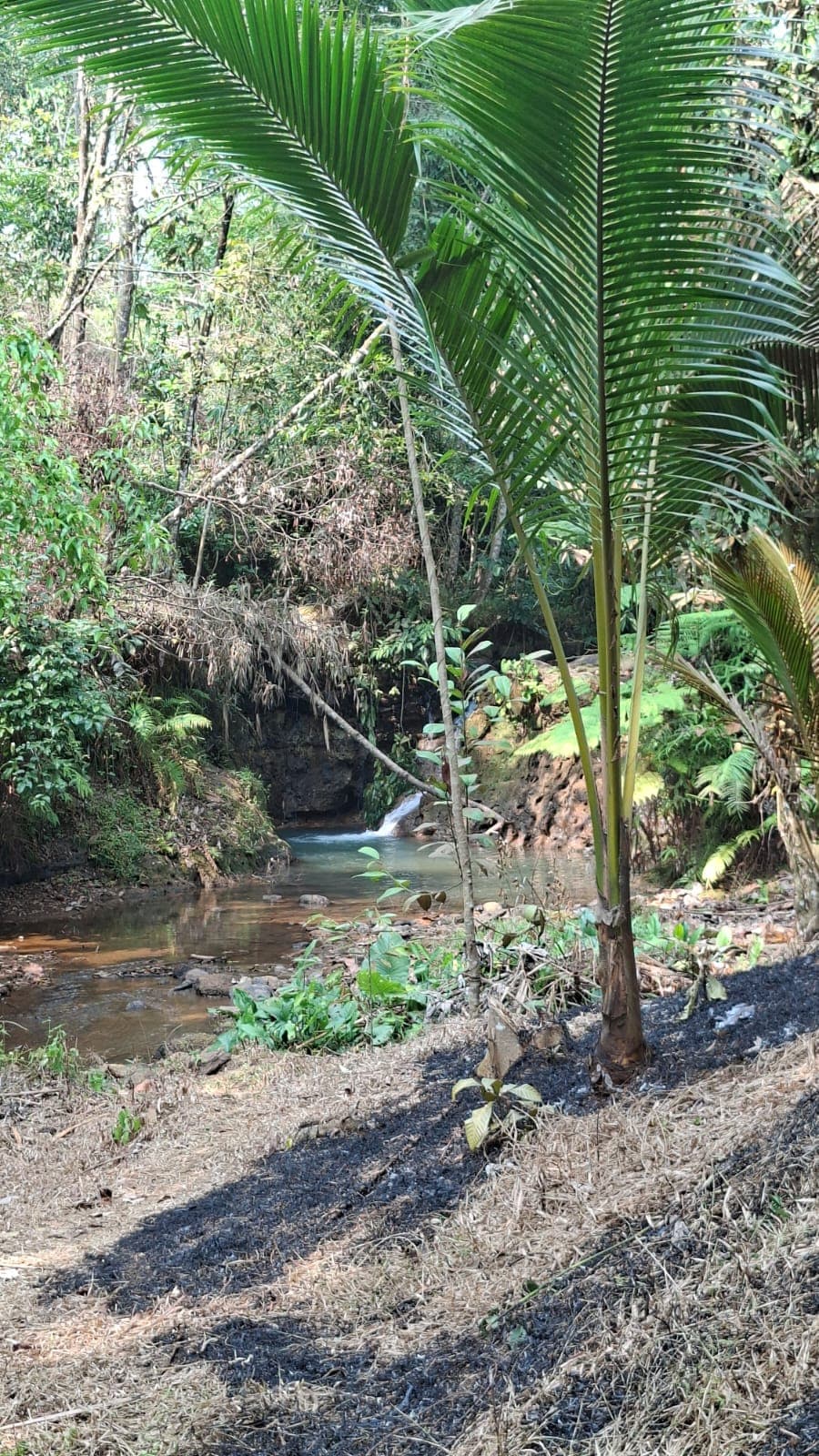 Kebun kelapa dan pepohonan hijau di kawasan Desa Tembong.